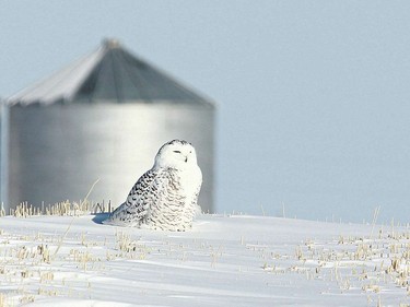 Snowy Owl