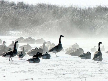 Canada Geese at Frank Lake