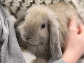 This rabbit was among the dozens of neglected animals seized from an Erin Woods home in August 2014.