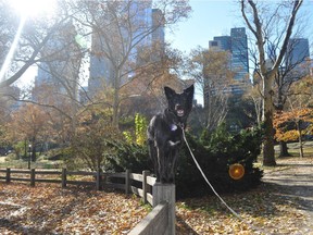 Photo courtesy Katerina Jansen
Calgary rescue dog Lexi in Central Park in New York, prior to an appearance on The David Letterman Show in November, 2014