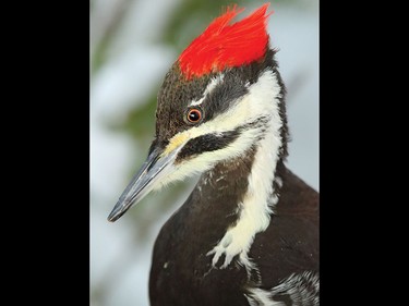 Pileated Woodpecker