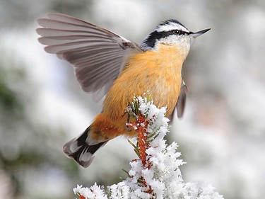 Red Breasted Nuthatch