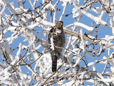 Northen goshawk