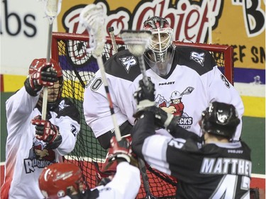 Calgary Roughnecks' goalie Mike Poulin has his eye on the ball coming from Edmonton Rush's Mark Matthews during exhibition game action at the Saddledome in Calgary, on December 20, 2014.