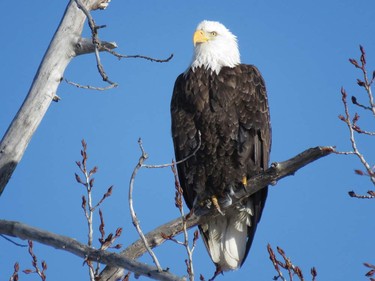 Bald Eagle