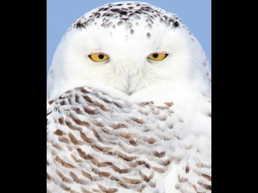 Snowy Owl