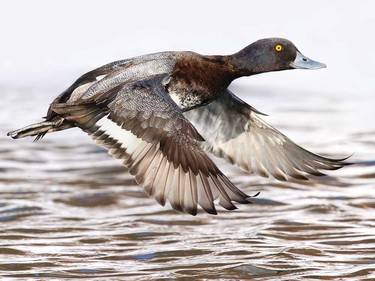 Greater scaup