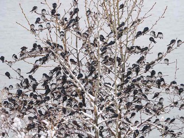 Migrant tree swallows