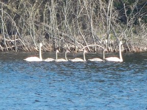 A family of swans on Kangienos Lake in August.