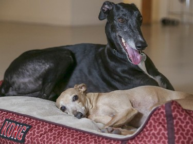 Enzo, front, a 12 lb, 8-year-old Italian Greyhound and Stella, a 3-year-old ex-racing Greyhound, lounging at Herringer Kiss Gallery in Calgary.