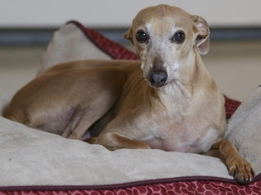 Enzo, a 12 lb, 8-year-old Italian Greyhound, lounges in his dog bed at Herringer Kiss Gallery in Calgary.