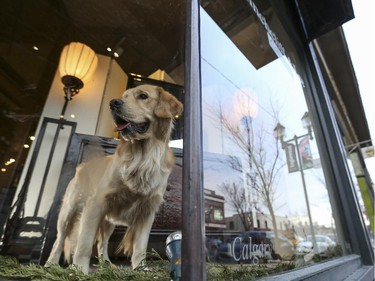 Cash, the dog in the window at Hinchcliff & Lee's, peers at passerbyers in Inglewood in Calgary.