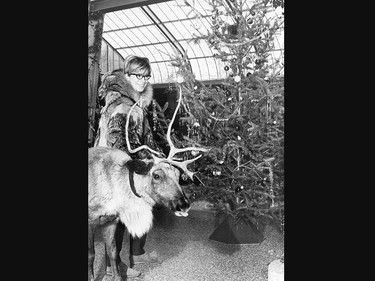 Is it Rudolph? No it's Jaeger the reindeer, getting ready for Christmas at the Calgary Zoo in 1967.