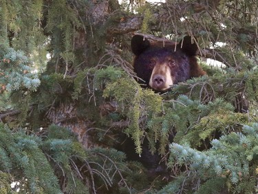 A black bear peeks out at conservation officers near the top of a large spruce tree on Bay Shore Road S.W. on Friday morning. The bear was tranquilized and moved out of the city.