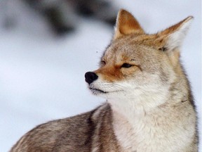 A coyote is seen in the Lake Louise vicinity. Reader says coyote hunt isn't justified.