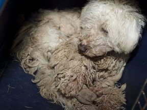 The Alberta SPCA seized 201 dogs in distress from a rural property in Milk River. The Alberta Animal Rescue Crew Society or AARCS took ownership of the 199 dogs that survived and is nursing them back to health so they can be adopted out.