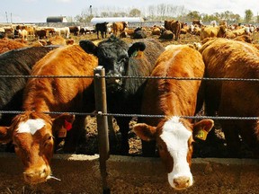 Cattle at the Cantriex Livestock International Inc. feedlot near Ponoka.
