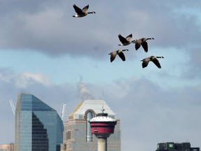 Like too many geese, Alberta politics leaves a lot to step around, says Karin Klassen.