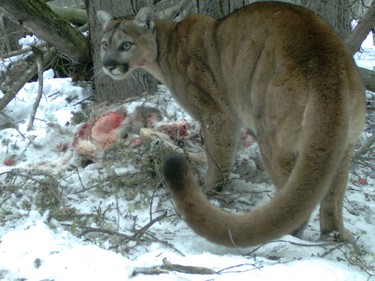 A remote camera image from the Herald archives of a cougar feasting on a carcass on Sulphur Mountain in Banff National Park.