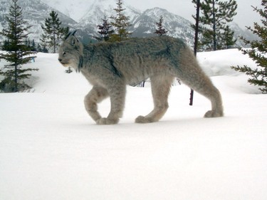 A Canada lynx uses the Redearth Creek wildlife overpass to cross the Trans-Canada Highway in Banff National Park.
