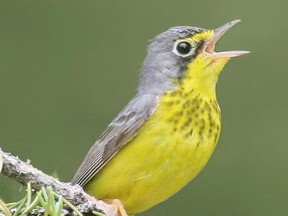 UNDATED -- Canada Warbler populations have declined dramatically over the last 40 years and the species is now listed as a threatened species. They dinstinct yellow and black songbirds face threats at all stages of their life cycle, including changes in Canada&#237;s boreal forests, mortality risks on migration and loss of habitat in their wintering areas. Mandatory photo credit: Nick Saunders ** For use in the State of Canada's Birds report only. For Margaret Munro (Postmedia News). BIRD-HEALTH
