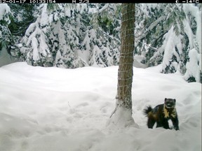 Parks Canada researchers at B.C.'s Glacier National Park captured amazing, rare images of a wolverine in the wild in 2012.