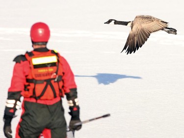 A Canadian Goose took flight to avoid being captured as members of the Calgary Fire Department aquatic team responded after the welfare of the goose was reported on January 14, 2015. The goose had been sedentary on the patch of ice in Coventry Hills for the past four days and the fire department had been called in to try to rescue it. However as they approached, it took off and flew away.