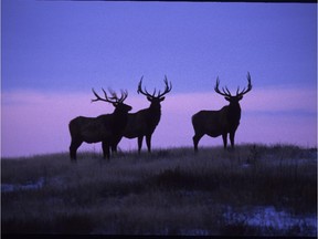 Inquisitive elk check out the interlopers on the Suffield range.