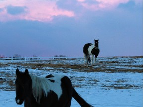 A pair of horses graze in a field along Lower Springbank Road at sunset. The City of Calgary wants to have a veto power on how such land in surrounding communities is developed. Many of the surrounding communities want to maintain some control over how their communities are developed.
