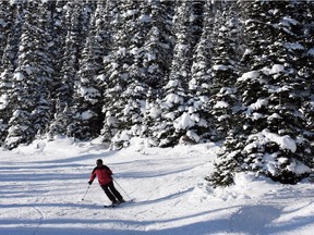 Lee Ann Wiseman of Calgary skiis past snow-covered evergreen trees off the Wawa lift at Sunshine Village in 2009.