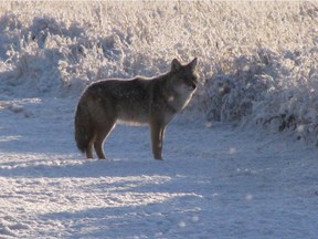 A coyote hunts in Fish Creek Park. Reader says killing coyotes for fun is wrong.