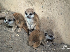 Five meerkat pups were born at the Calgary Zoo.
