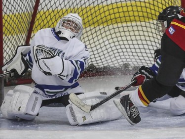 Novice Glenlake Hawks 3's goalie can't make this stop against Bow Valley 3 during the finals of the ESSO minor hockey week in Calgary, on January 17, 2015.