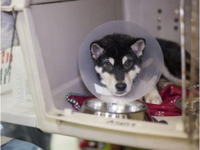 A puppy that had been apprehended from a Southern Alberta property is pictured at the Alberta Animal Rescue Crew Society on January 28, 2015.