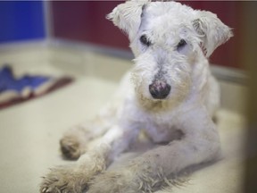 An apprehended three-legged dog from a Southern Alberta property is pictured at the Alberta Animal Rescue Crew Society on January 28, 2015.