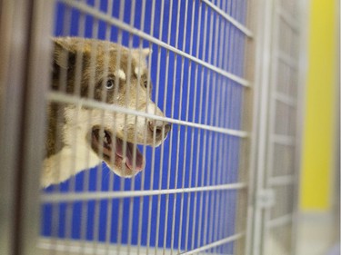 A dog that had been apprehended from a Southern Alberta property is pictured at the Alberta Animal Rescue Crew Society on January 28, 2015.