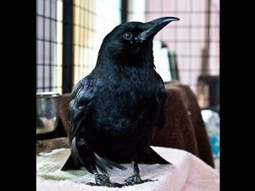 Peg Leg, beloved crow and ambassador at Lethbridge's Helen Schuler Nature Centre, died at the age of 23 on Sunday, January 18, 2015.