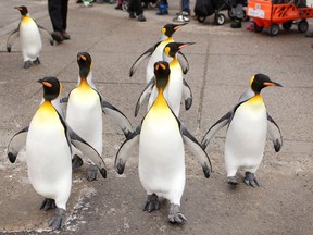 King penguins walk outside their enclosure during the return of the Penguin March at the Calgary Zoo.