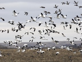 Hundreds of snow geese take to the air near Aberdeen, SK in this file photo from 2008.