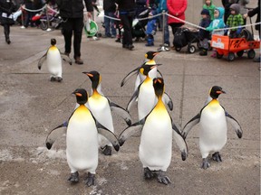 King penguins walk outside their enclosure during the return of the Penguin March at the Calgary Zoo on January 15, 2015.