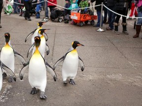 King penguins walk outside their enclosure during the return of the Penguin March at the Calgary Zoo on January 15, 2015.