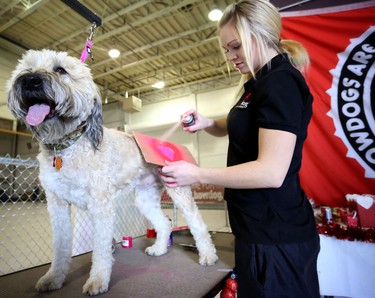 Miranda Stewart sprays hearts on Murphy during the Puppy Love Valentine's Party at Bowdog, a doggy daycare and kennel in Calgary on February 13, 2015.