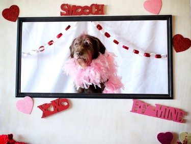 Tazo gets ready for her close-up during the Puppy Love Valentine's Party at Bowdog, a doggy daycare and kennel in Calgary on February 13, 2015.
