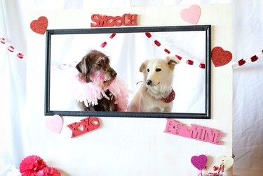 Tazo and Darcy pose for a photo during the Puppy Love Valentine's Party at Bowdog, a doggy daycare and kennel in Calgary on February 13, 2015.