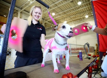 Dog groomer Miranda Stewart puts some pink touches on Cricket, a Jack Russell cross, during the Puppy Love Valentine's Party at Bowdog, a doggy daycare and kennel in Calgary on February 13, 2015.