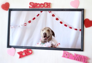 A Dog gets ready for his close-up during the Puppy Love Valentine's Party at Bowdog, a doggy daycare and kennel in Calgary on February 13, 2015.