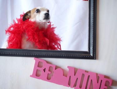 Cricket strikes a pose in the photo booth during the Puppy Love Valentine's Party at Bowdog, a doggy daycare and kennel in Calgary on February 13, 2015.
Photo by Leah Hennel, Calgary Herald
(For City story by ?)