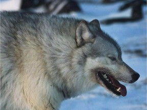 A male wolf roams the tundra near The Meadowbank Gold Mine located Nunavut on Wednesday, March 25, 2009. Scientists raising questions about the ethics of Alberta's wolf cull are calling it cruel and unnecessary.