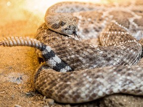 Reptile World in Drumheller is home to rattlesnakes as well as crocodiles, alligators, pythons and lizards. The zoo was closed, the animals were removed and sent to new homes, and an investigation by the Alberta SPCA is underway.