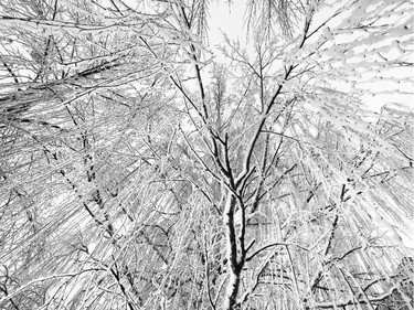 Frosted trees created artistic patterns on trees throughout the city after Calgarians awoke to a picturesque snowy world on Friday morning.